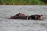 Ethiopia - Lago Chamo - Ippopotami - Hippos - 15